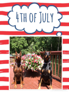 Layla. GCh.Bolero Little Black Dress Up V Deerfield OA OAJ ROM and Saucy, Ch. Ravenswoods N Vonduras Hot Sauce V Bolero enyoying Independence Day!~ Layla will be bred later this month!!!! Layla's health testing can be seen on her page.