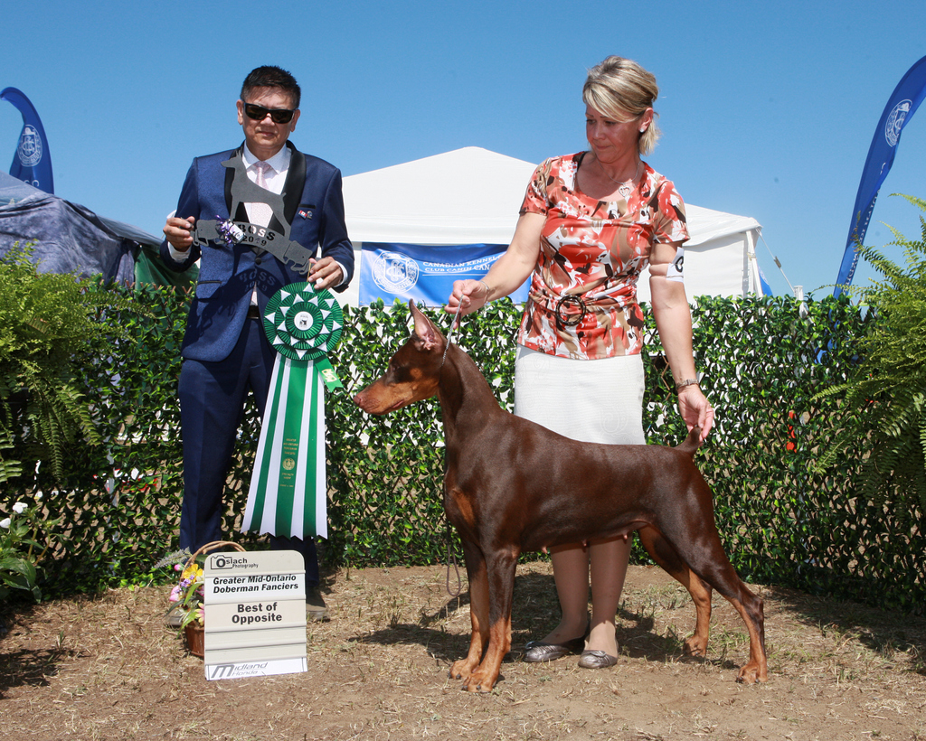 “Kandy” Kin’s Kandy Kisses V Bolero Bolerodobes